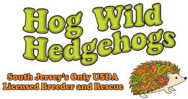 Hog Wild Hedgehogs - Baby Hedgehogs For Sale in South Jersey